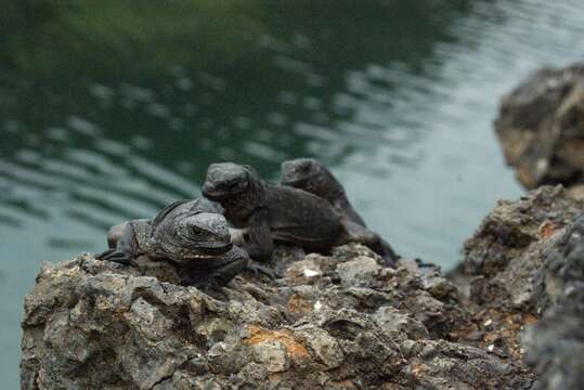 Image of marine iguana