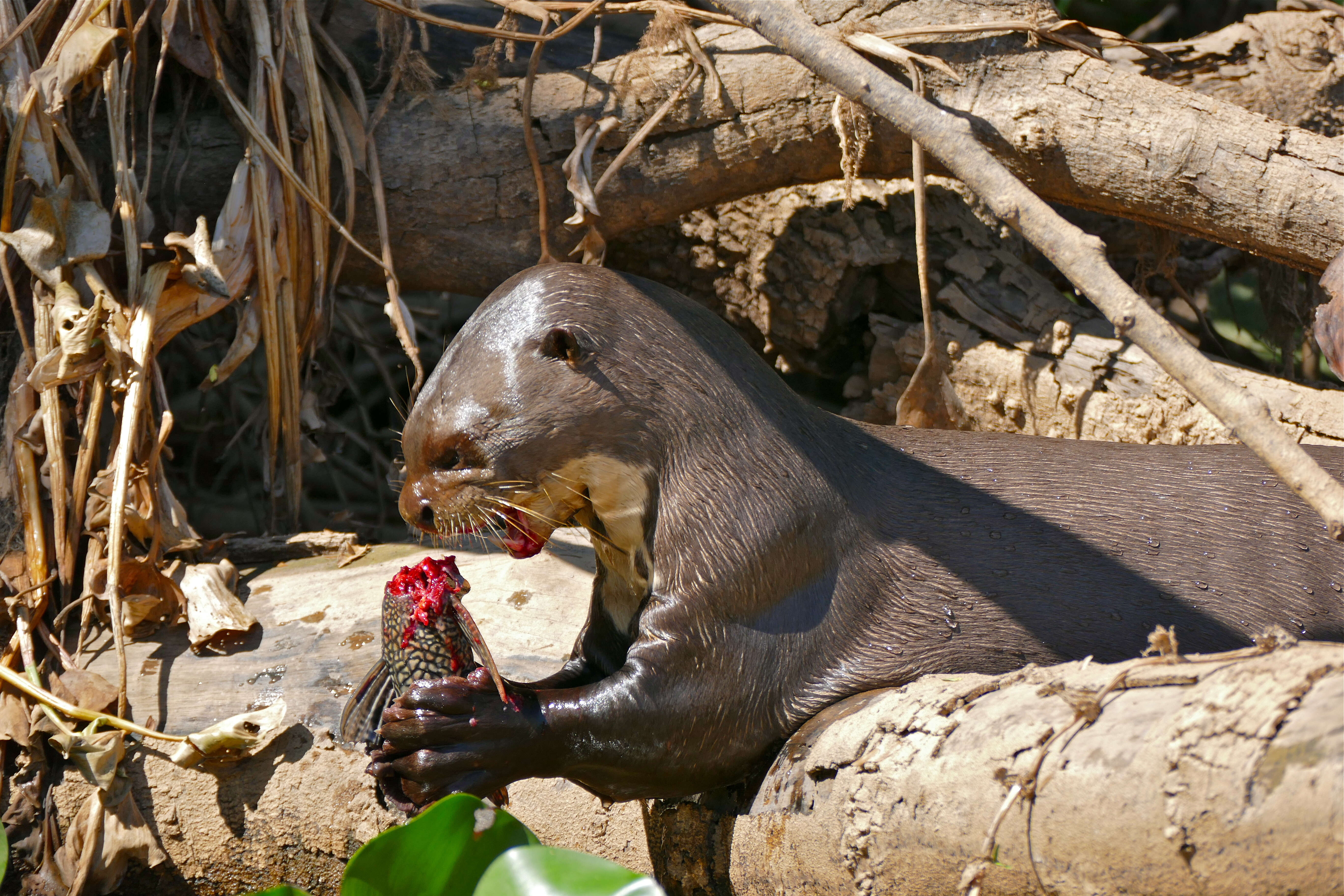 Image of giant otter