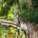 Image of Papuan Frogmouth