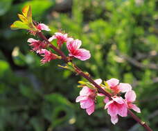 Imagem de Prunus