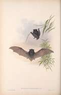 Image of bats
