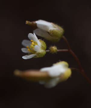 Image of draba