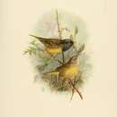 Слика од Geothlypis tolmiei (Townsend & JK 1839)