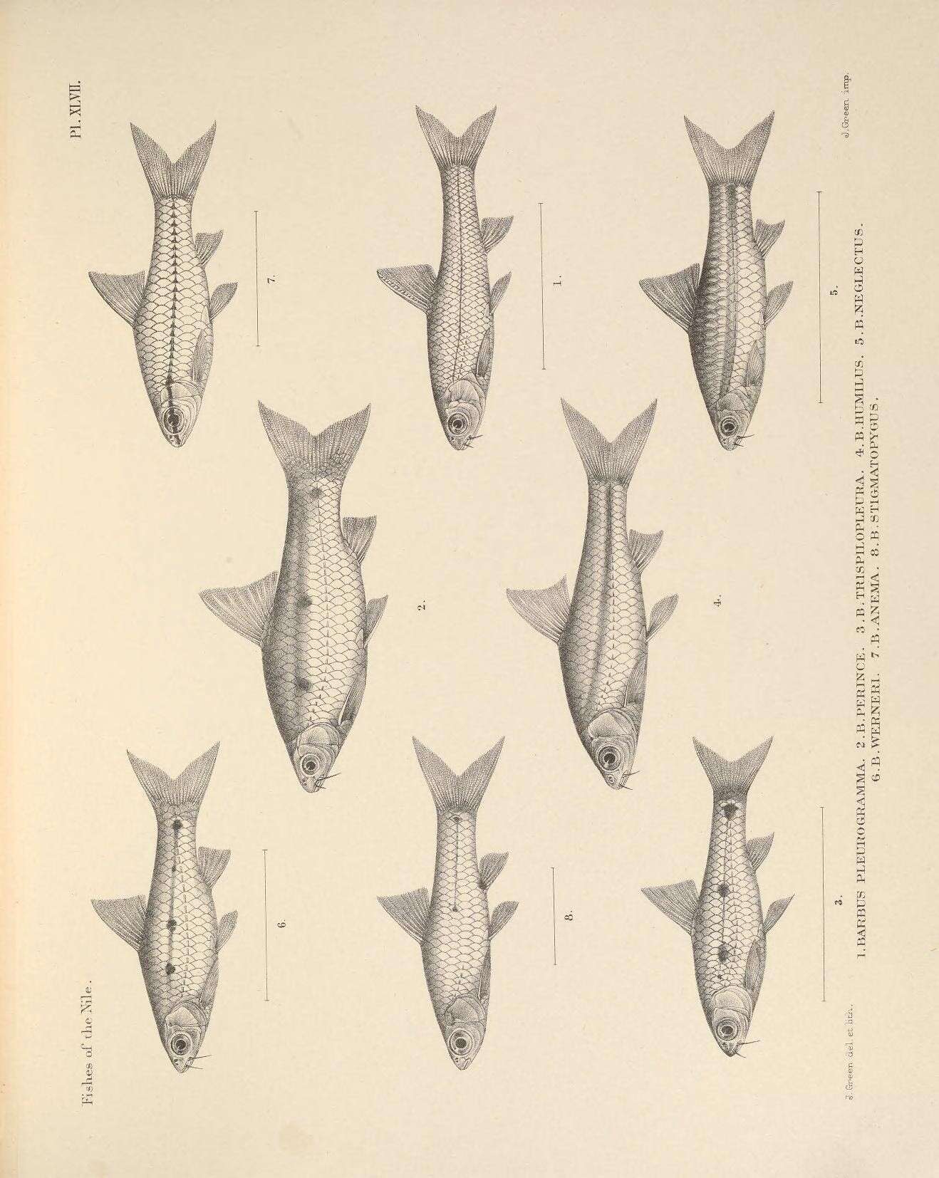 Image de Enteromius pleurogramma (Boulenger 1902)