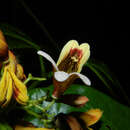 Image of Bignonia hyacinthina (Standl.) L. G. Lohmann