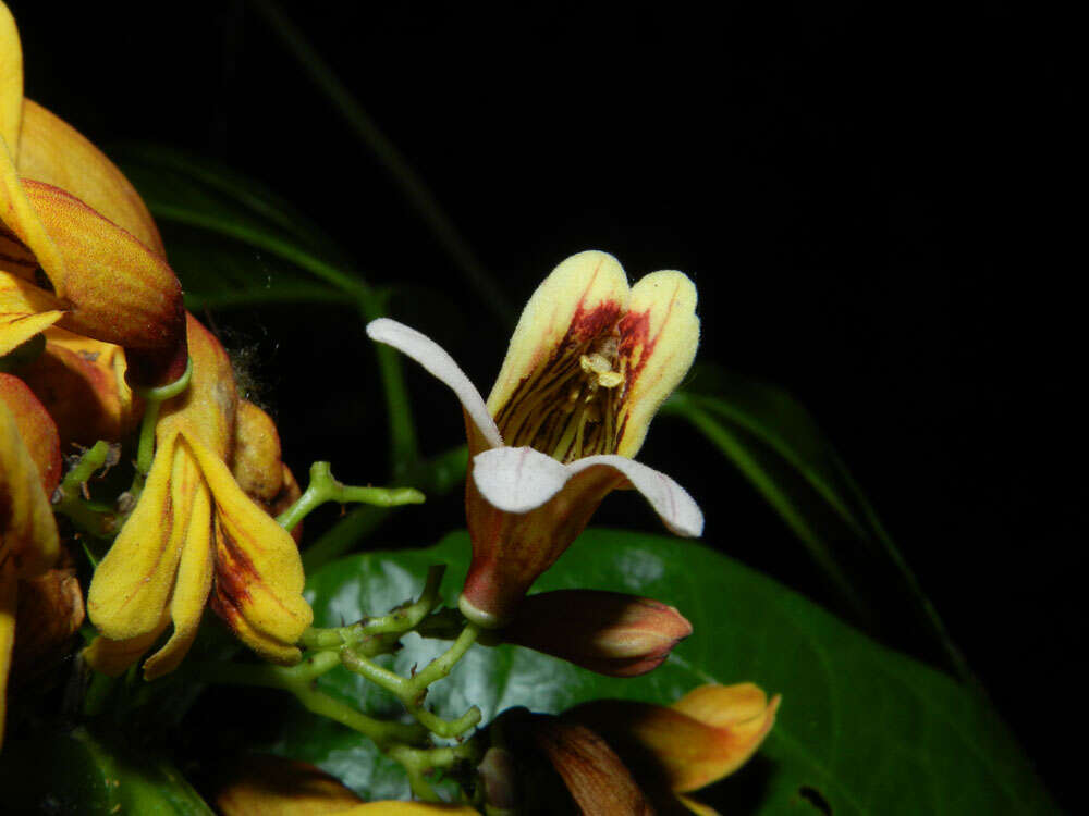 Image of Bignonia hyacinthina (Standl.) L. G. Lohmann