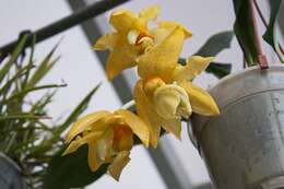 Image of Stanhopea orchid