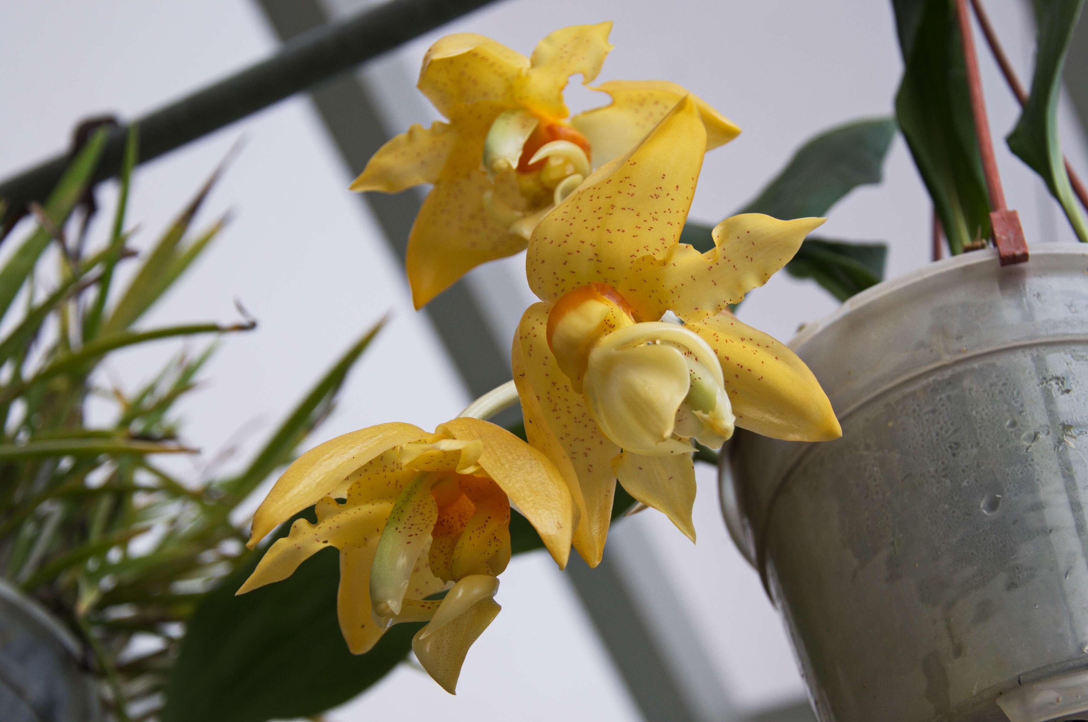 Image of Stanhopea orchid