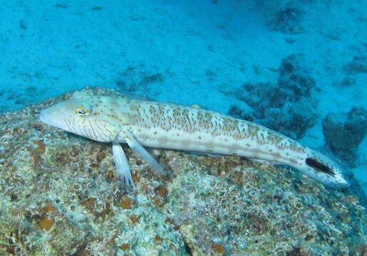 Image of Speckled sandperch