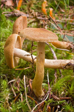 Image of Cortinarius venetus (Fr.) Fr. 1838