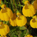 Image of Calceolaria corymbosa Ruiz & Pav.