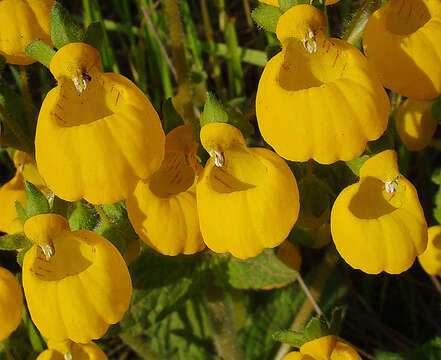 Image of Calceolaria corymbosa Ruiz & Pav.