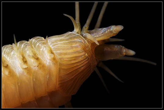Sivun Nereididae kuva