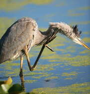 Image of Ardea Linnaeus 1758