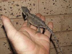 Image of agamid lizards