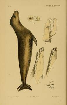 Image de Hydrurga Gistel 1848