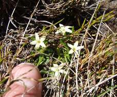 Image of Stackhousia pulvinaris F. Müll.