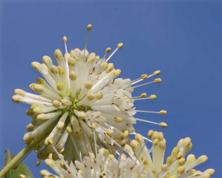 Image of buttonbush