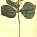 Image of red trillium