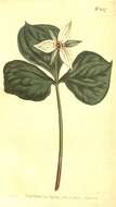 Image of trillium