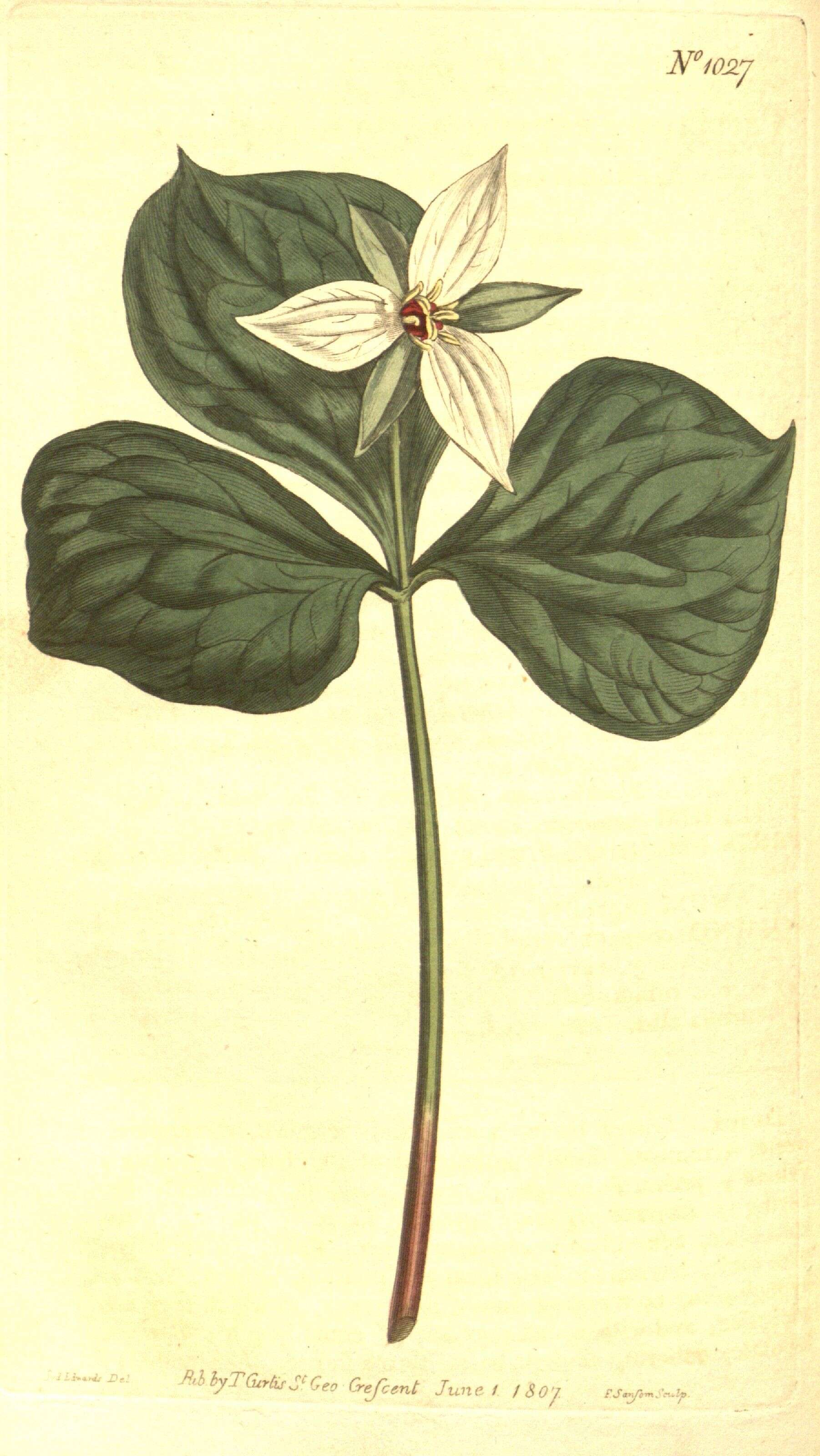 Image of red trillium