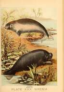 Image of dugong