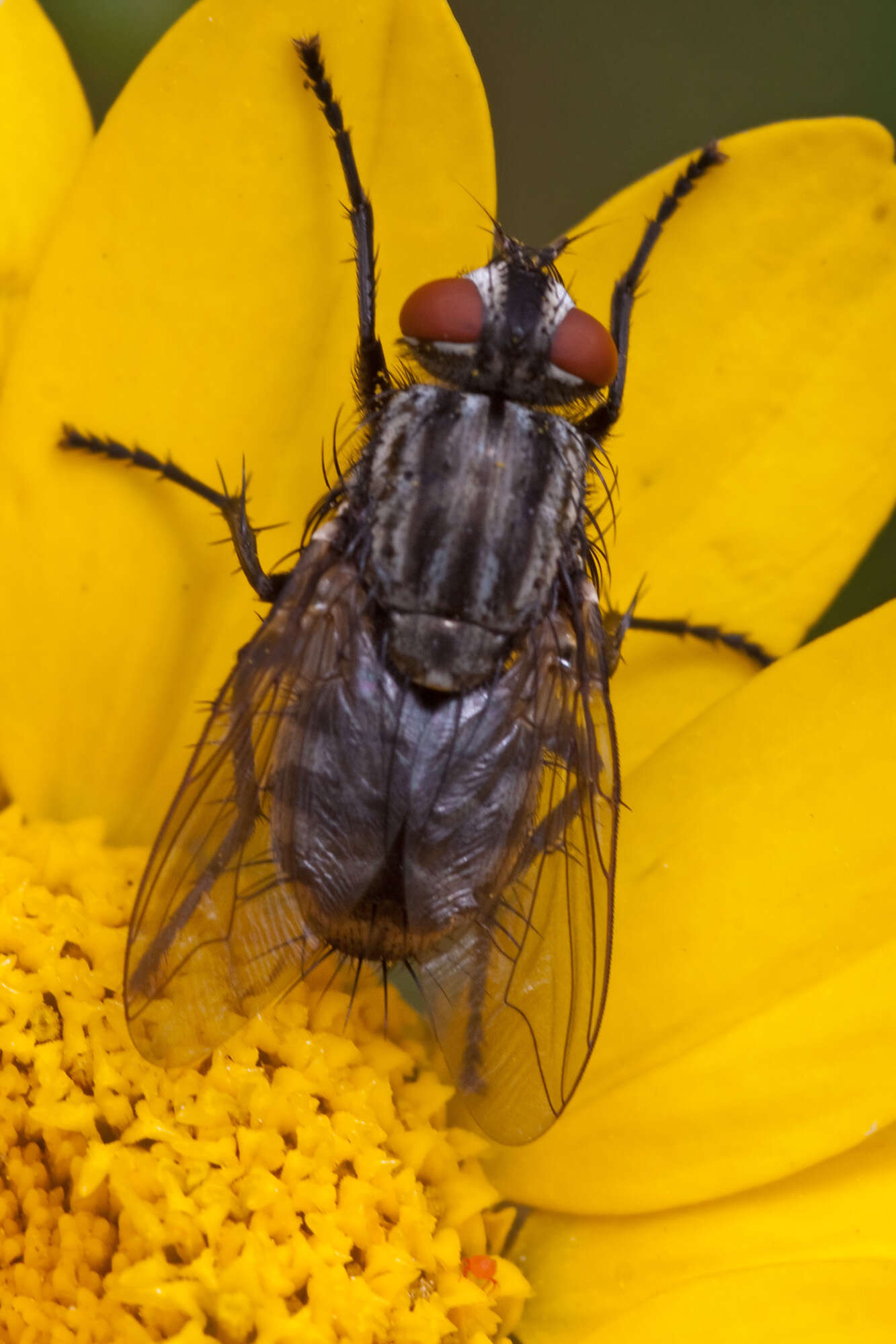 Image of flesh flies