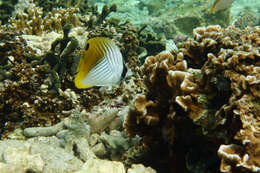 Image of Cross-stripe Butterfly