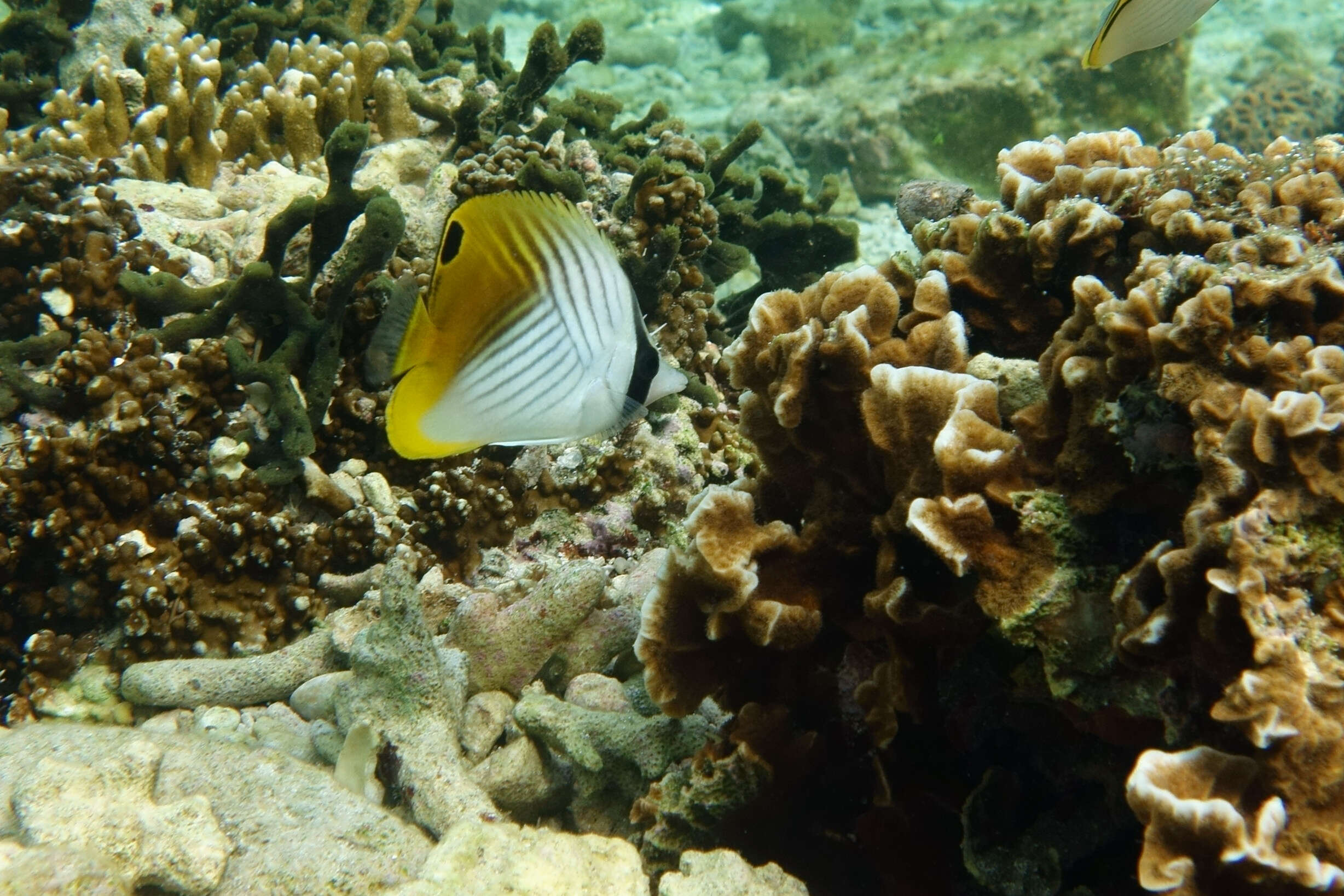 Image of Cross-stripe Butterfly