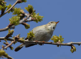 Image of Phylloscopidae