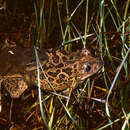 Image of Iberian Spadefoot Toad