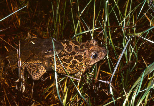 Image of european spadefoot toads