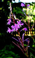 Image of willowherb