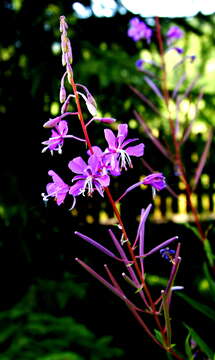 Image of rosebay willowherb