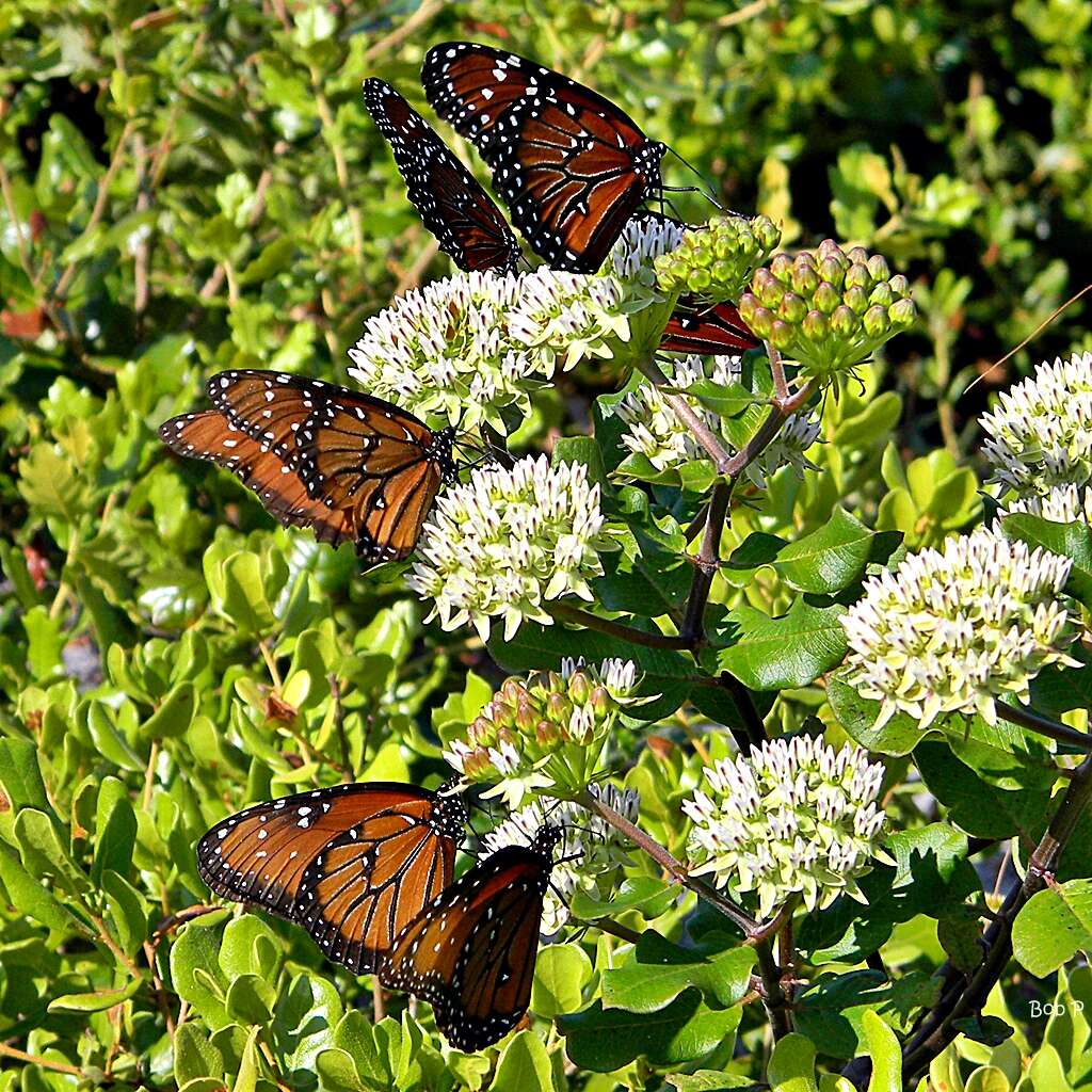 Image of Monarch Butterfly