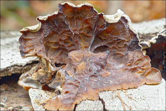 Image of Auricularia mesenterica (Dicks.) Pers. 1822