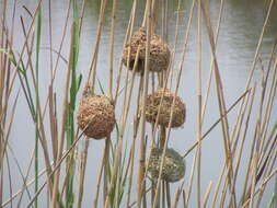 Image of Lesser Masked Weaver