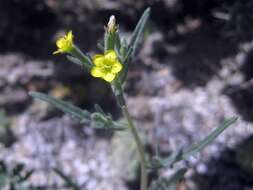 Image of Jones' blazingstar