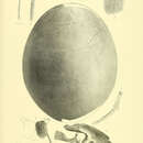 Sivun Emeus crassus (Owen 1846) kuva