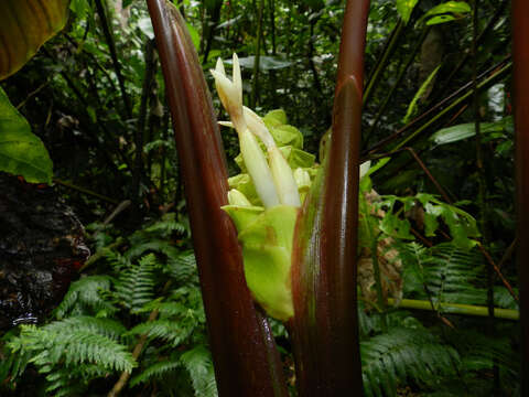 Image of Goeppertia vinosa (H. Kenn.) Borchs. & S. Suárez