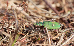 Image of Green tiger beetle