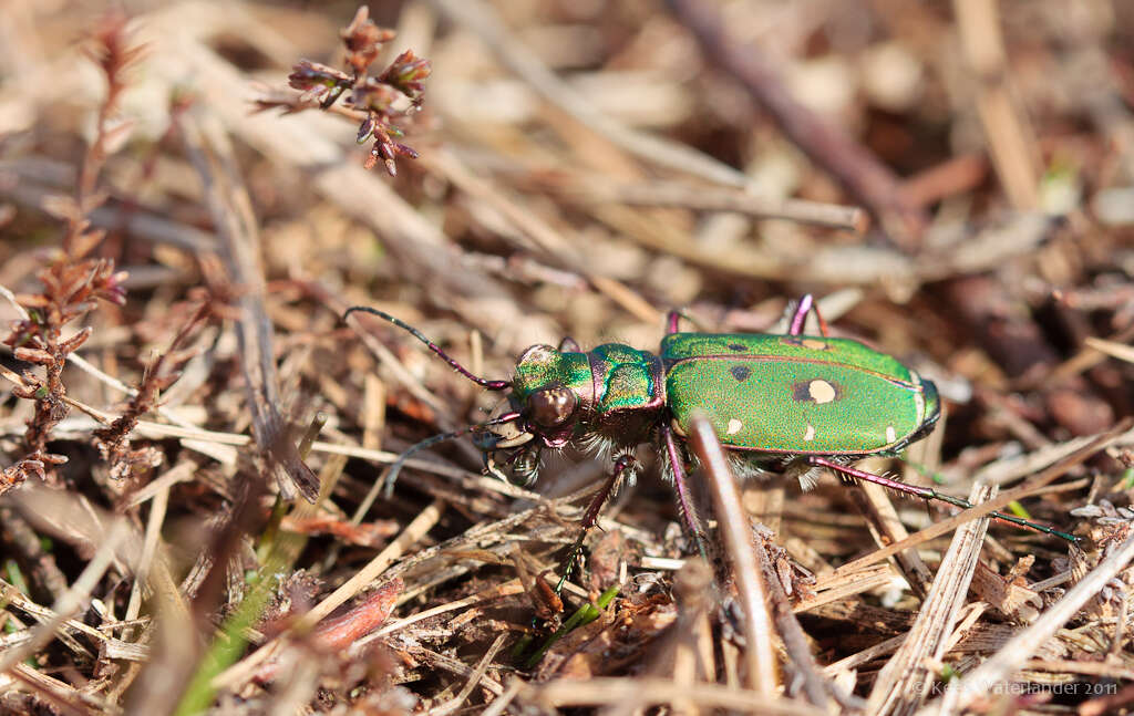 Image of Green tiger beetle