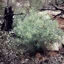 Image of Grevillea triternata R. Br.