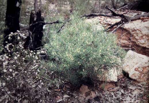 Image of Grevillea triternata R. Br.