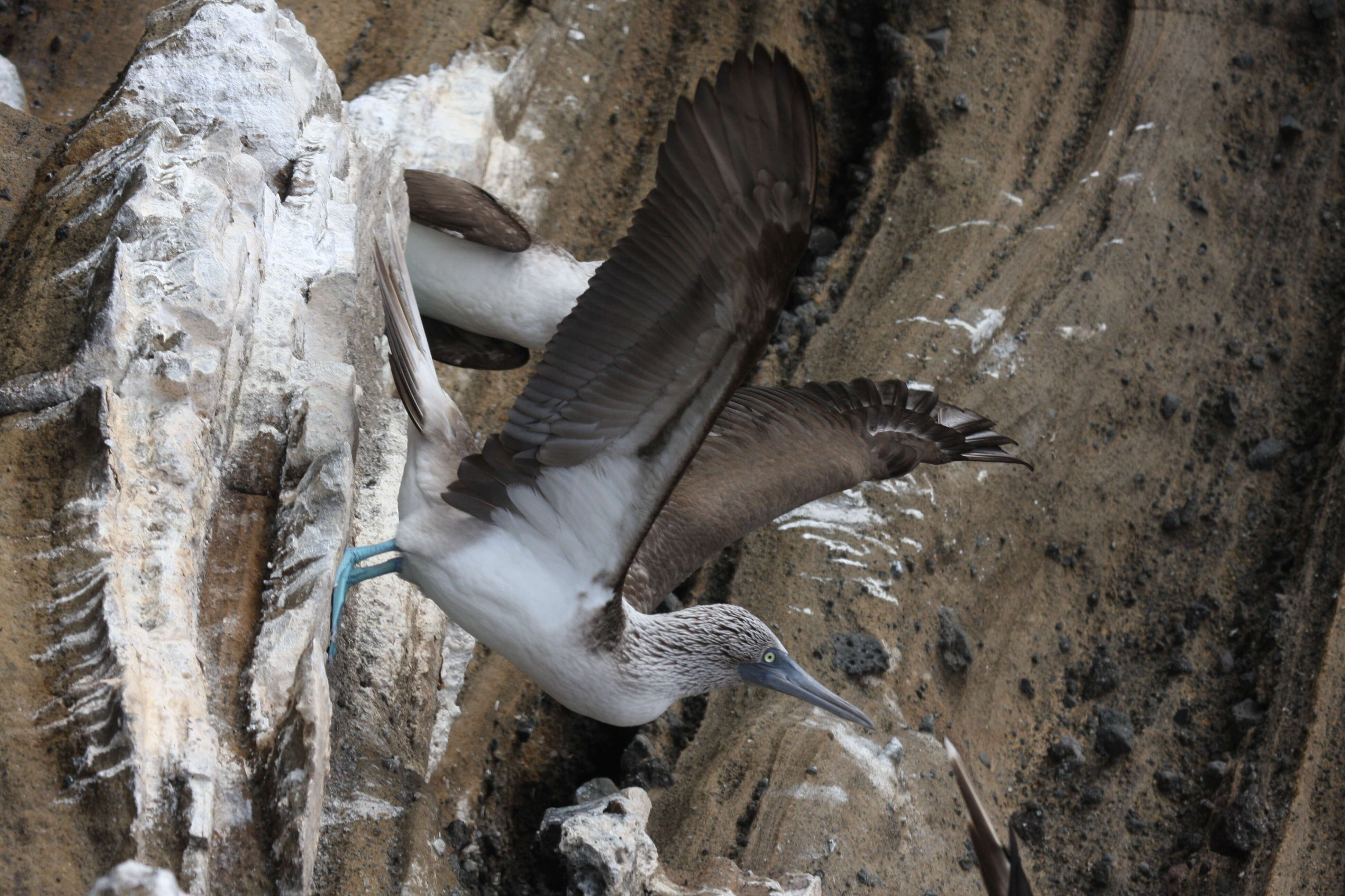 Image of gannets and boobies