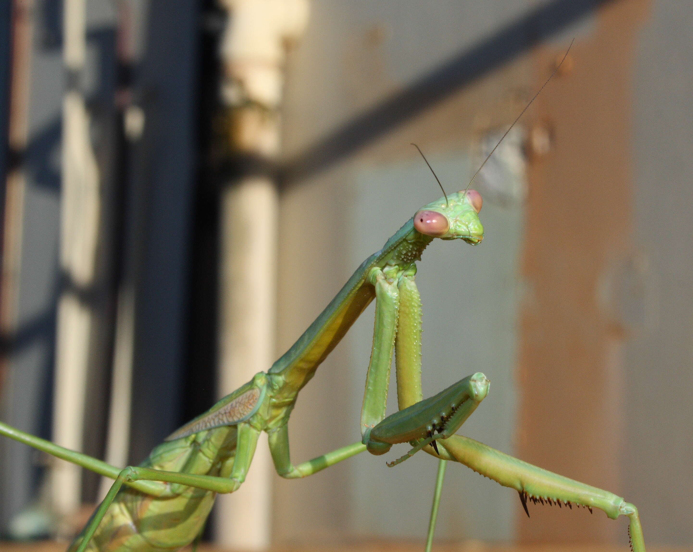 Image of Trachymantis