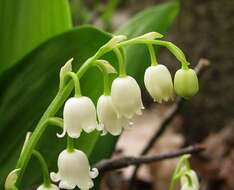 Convallaria resmi