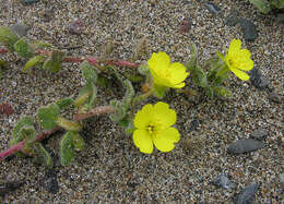 Image of beach suncup