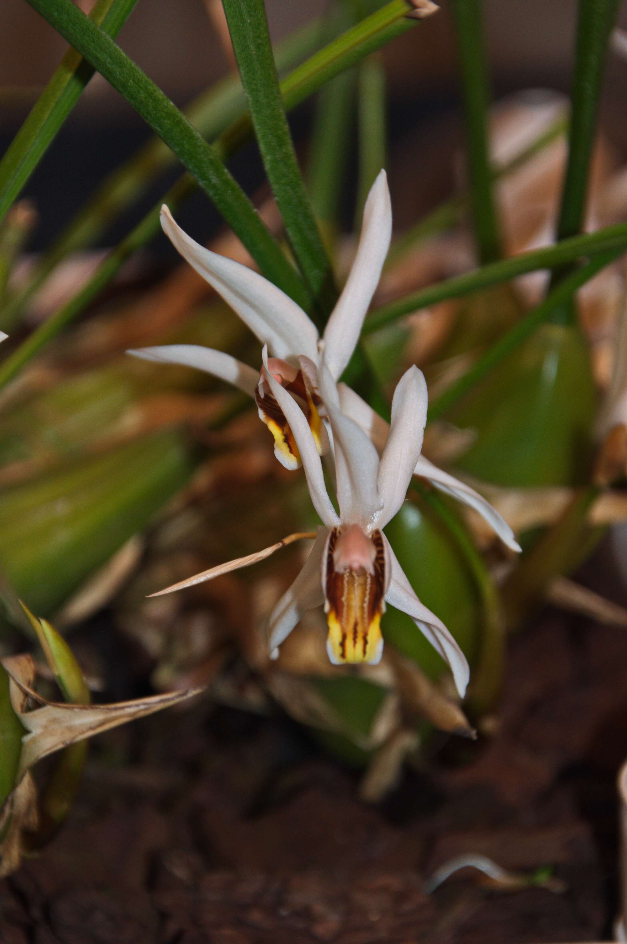 Coelogyne viscosa Rchb. fil. resmi