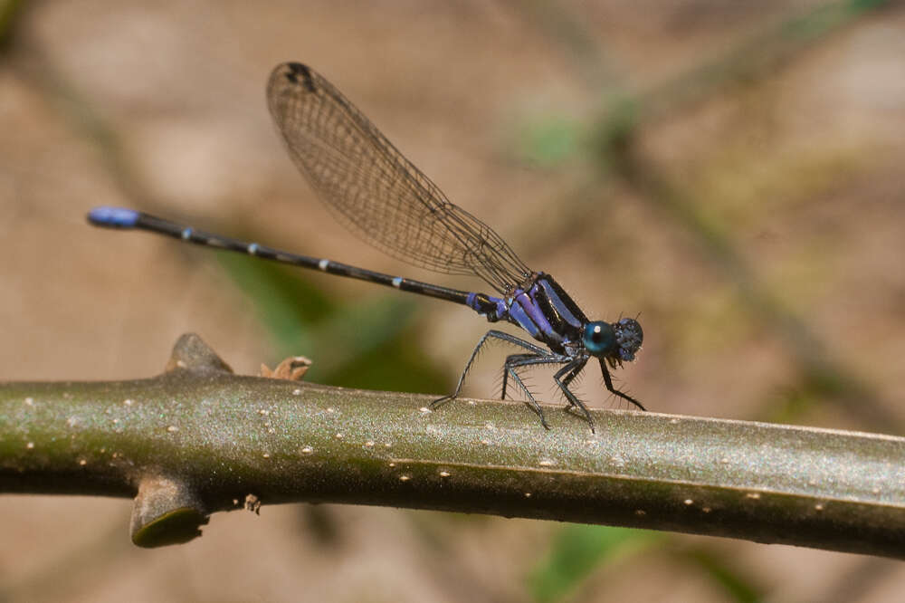 Image of Argia pulla Hagen ex Selys 1865